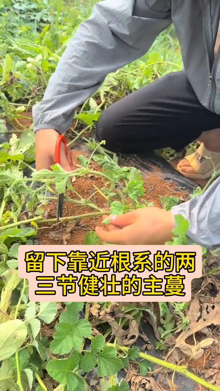 种植西瓜，二茬瓜怎么留？西瓜采摘完后，先别着急把藤蔓拔了，顺着根部往上梳，留下