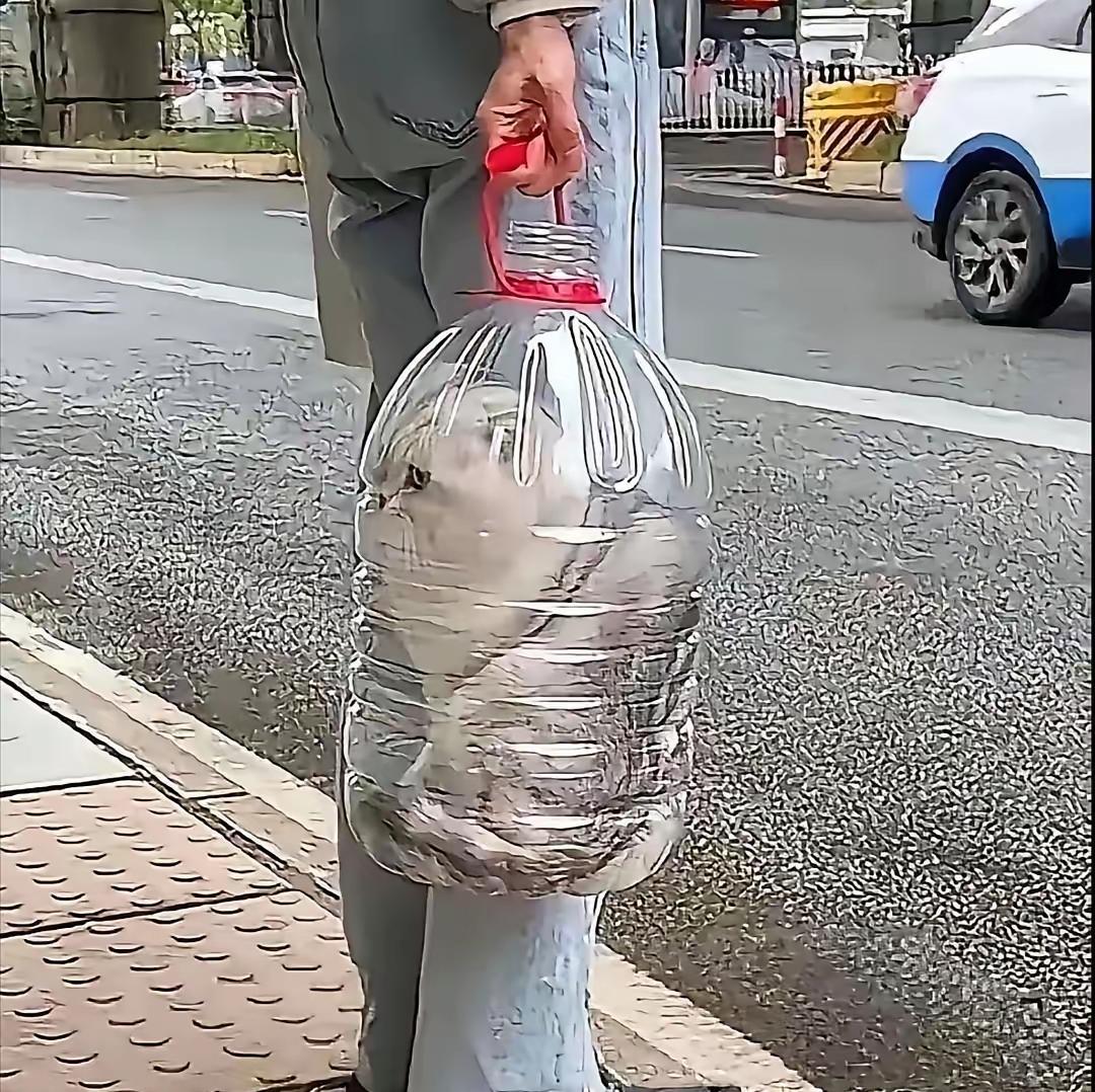 她把猫塞进水桶的那一刻我就知道事情不简单不是桶有玄机也不是猫会缩骨功