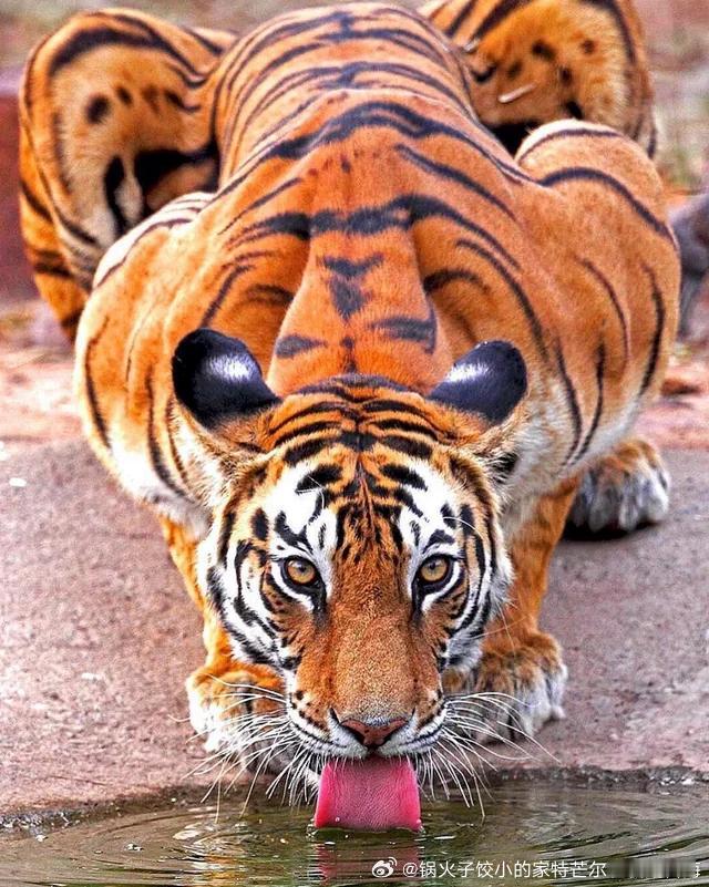 新加坡这边对于宠物管十分严格。这边遛狗不牵绳一次1000新币（一新币等于5.几人