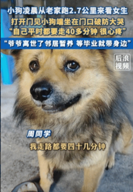泪崩了！”四川自贡，一女孩凌晨睡觉时，突然被一阵狗叫吵醒，女孩强忍着害怕开门，发