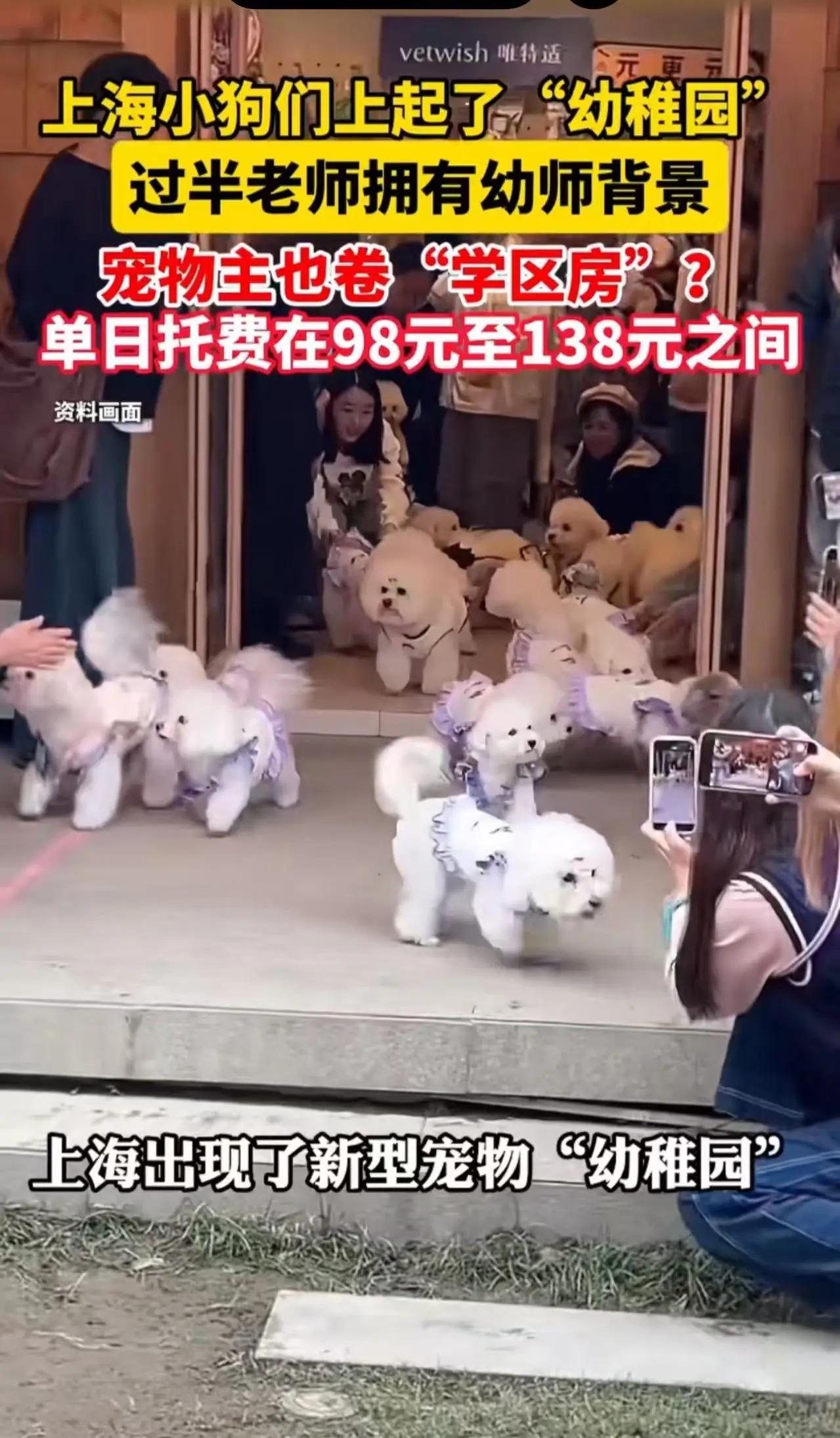 上海宠物幼儿园爆火！月费三千狗娃坐小课桌，幼师转行教泰迪认字，网友哭诉：我儿学费