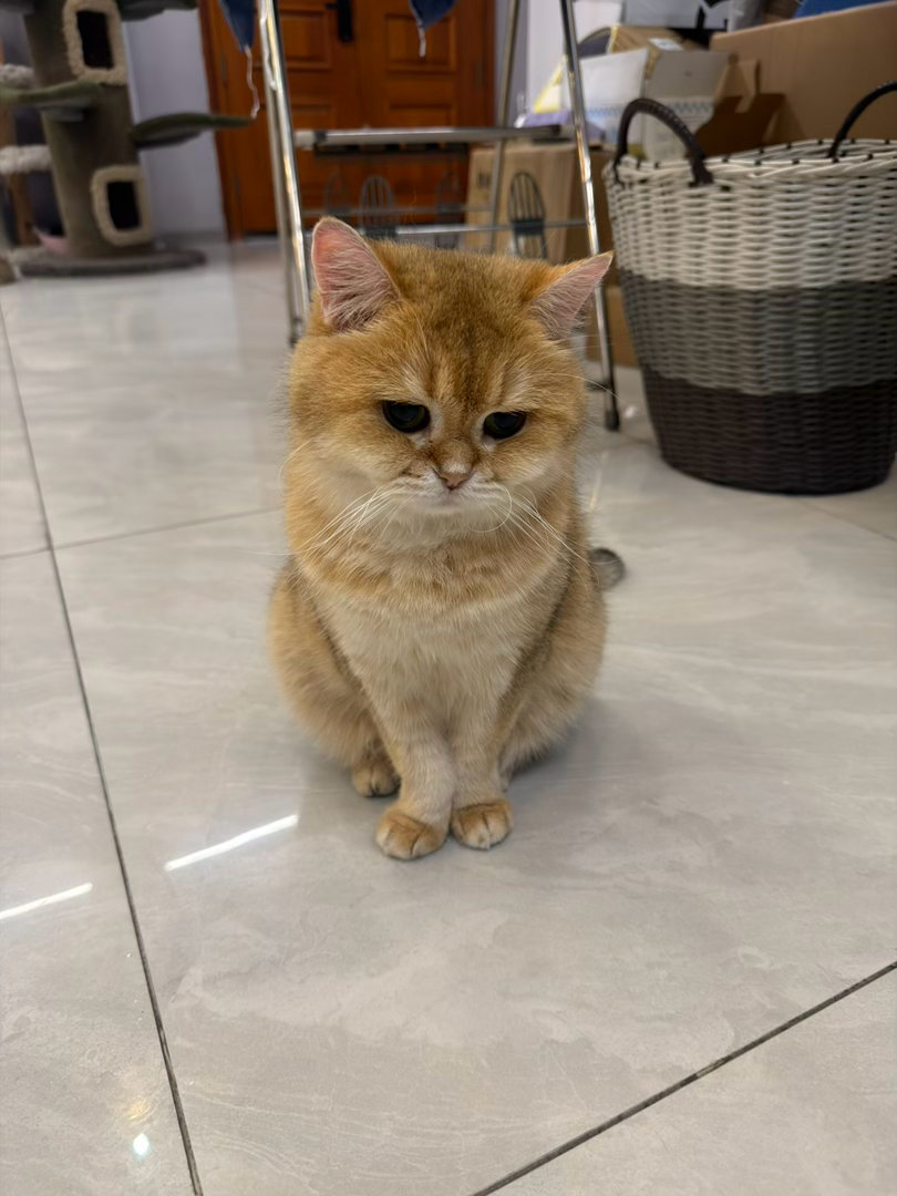小猫只是吃得多了一点，小猫没有对不起任何人