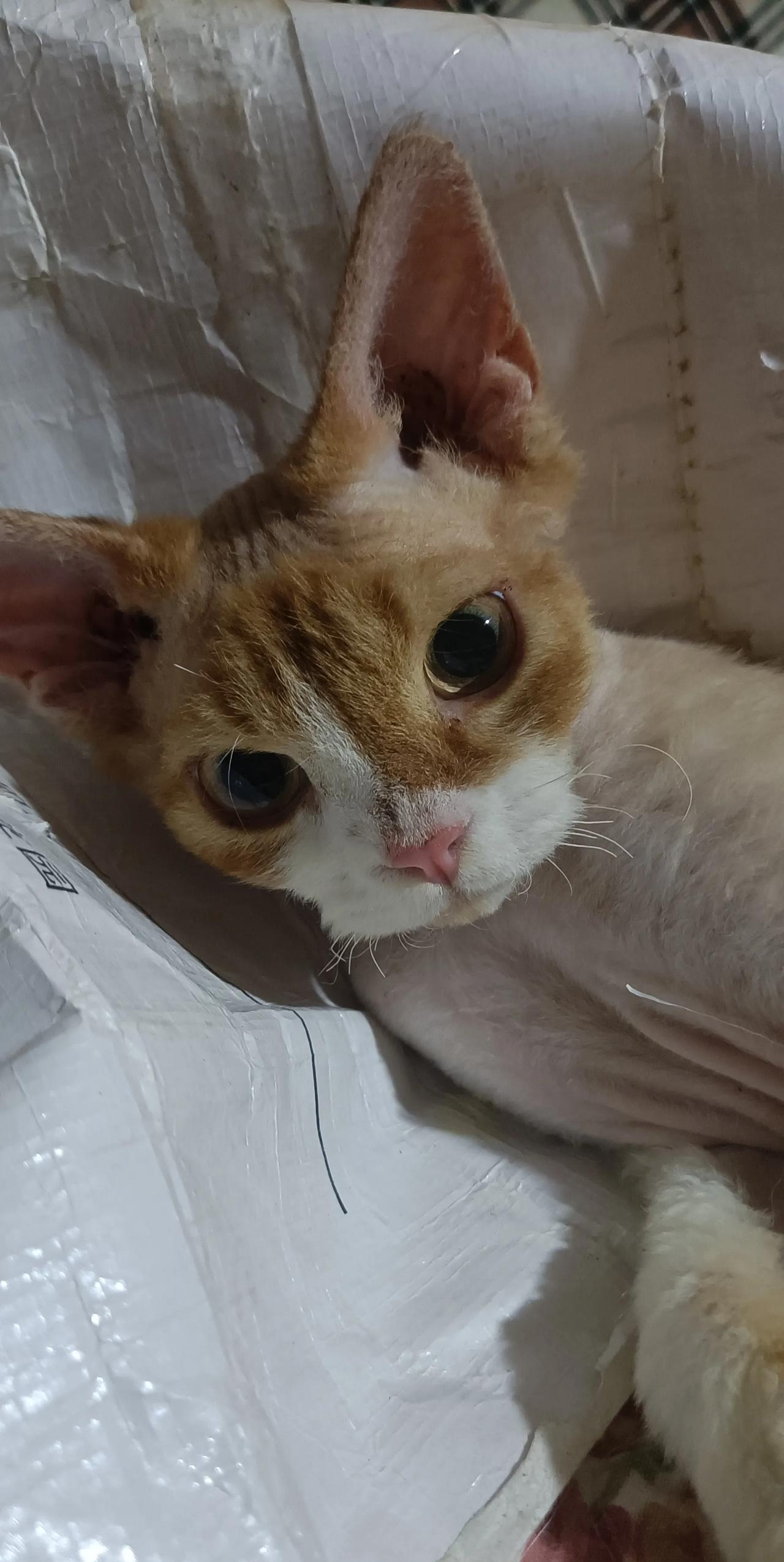 我捡的这只流浪猫怎么和普通的猫不一样，有点像外星人！不过它真的很聪明！昨天看到