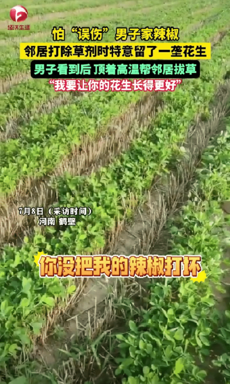 中国好邻居！河南鹤壁一男子去地里面看辣椒长势，发现邻居给花生地喷洒除草剂，唯独