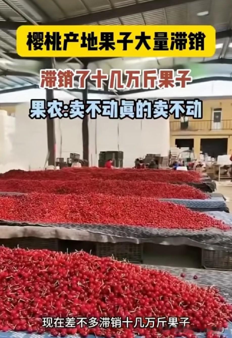 樱桃产地十几万斤滞销！果农欲哭无泪！卖不动，真的卖不动！红彤彤的樱桃堆