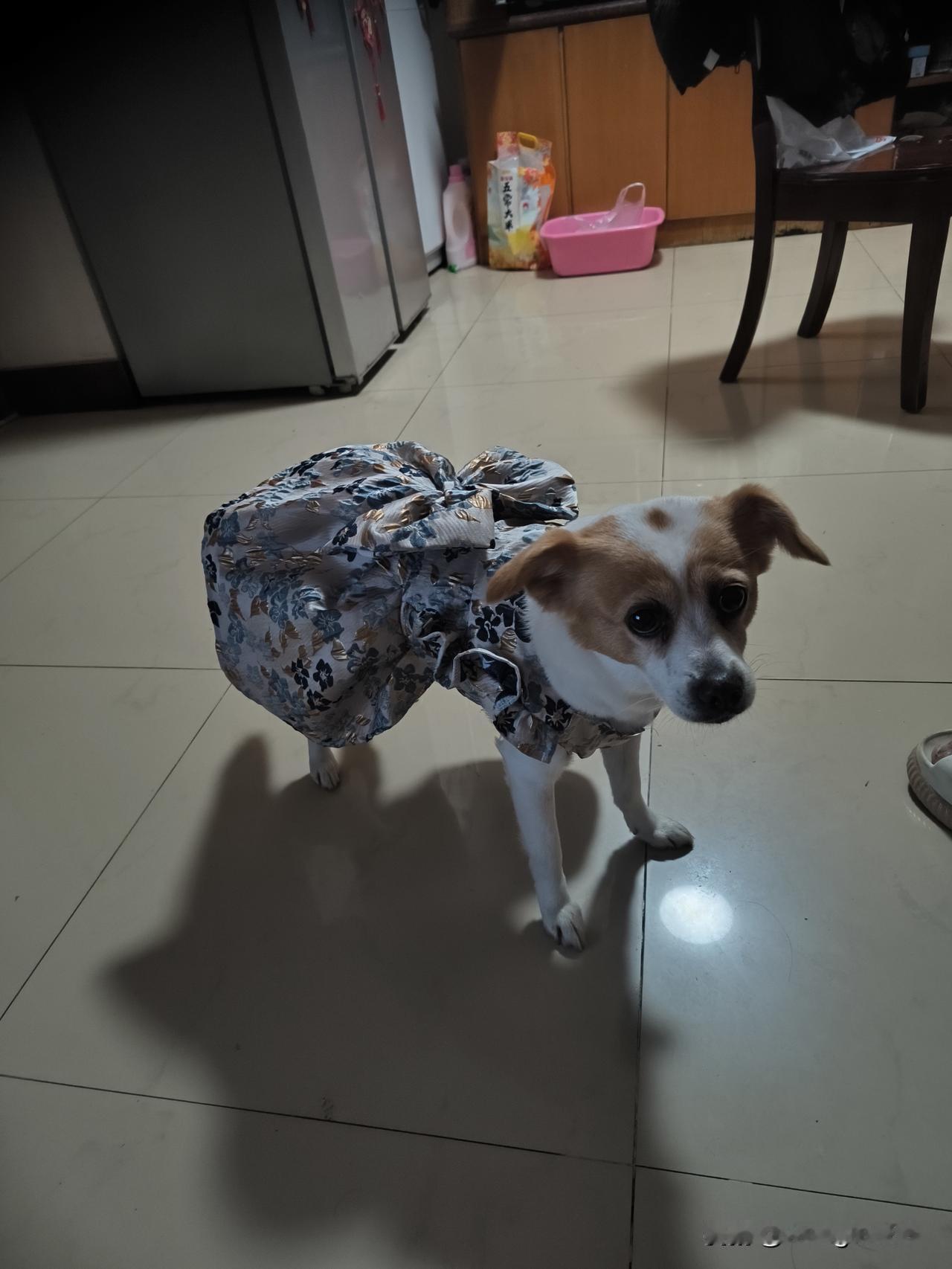 狗狗间的情愫昨晚六点多，我带着“丢丢”去老岳父家打麻将。途中路过一家烟