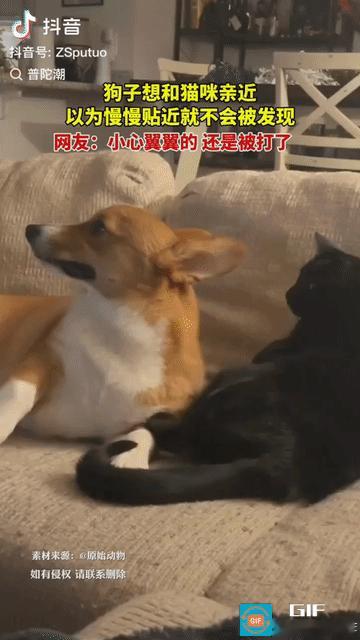 “笑不活了！”广东，一只狗子想和猫咪亲近，但猫咪脾气不太好，它不敢贸然行动，于是