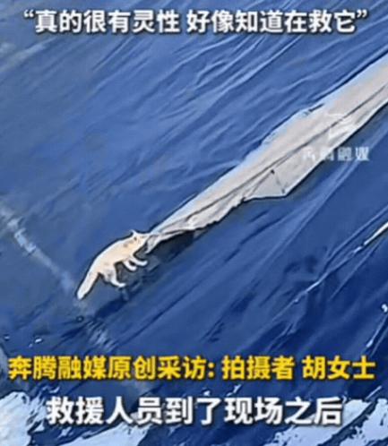 “科学解释不清了！”内蒙古，一只野生狐狸意外掉入10米深坑，当救援人员放下长布时