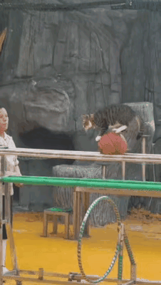 为了混口饭吃，猫咪也得被迫上班。看来不管是谁，只要上班就没人能开心得起来，猫咪