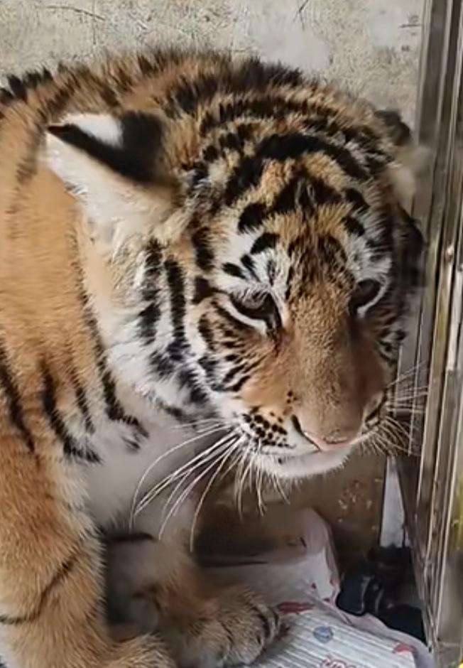 如果濮阳这家动物园，将网友打赏和捐赠用于园区动物身上，还算能说得过去，但是这种欺