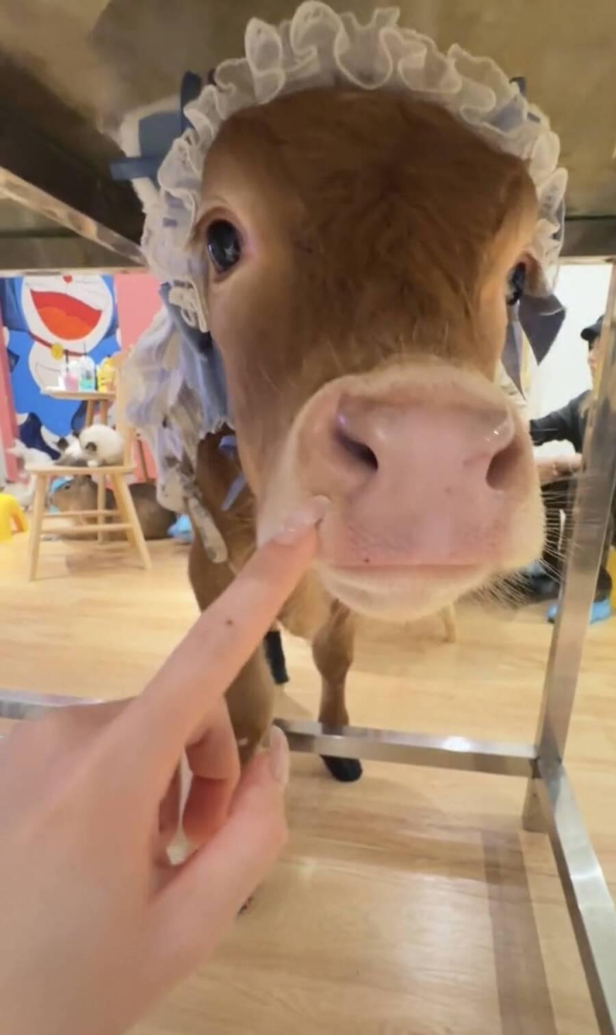 西安这家“牛咖”太绝了！跟常见的猫咖、鸟咖不同，这里是牛、狐狸等动物轮流“上班”