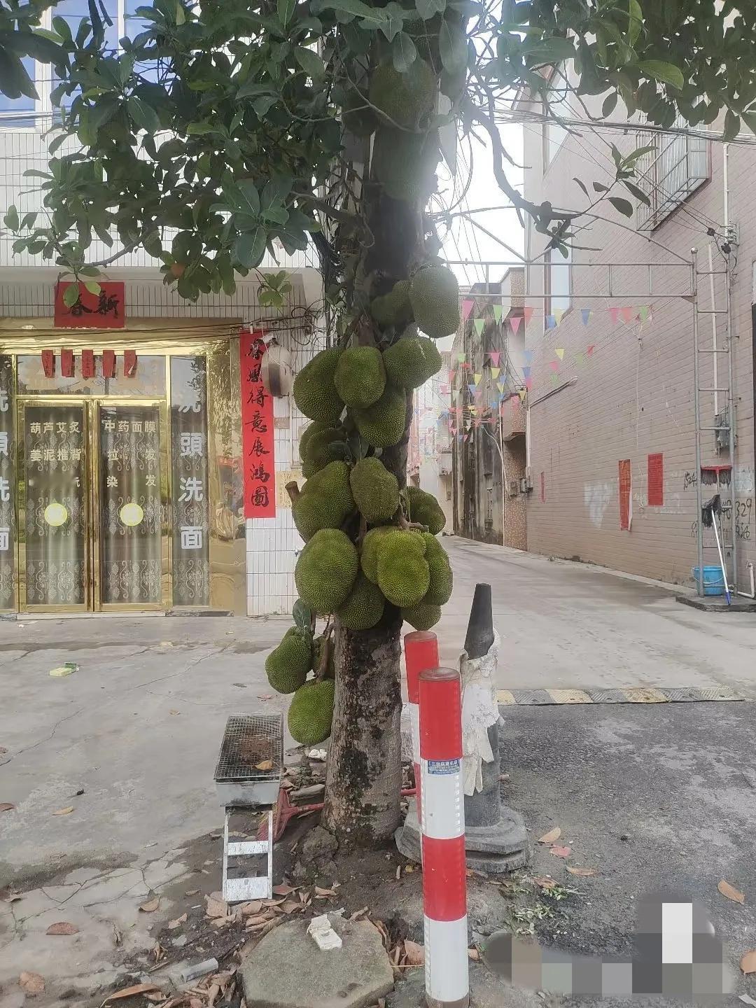 怪不得广西的水果十块钱三斤，12月中旬，我坐在一个凉亭边，突然从天而降一个芒果，