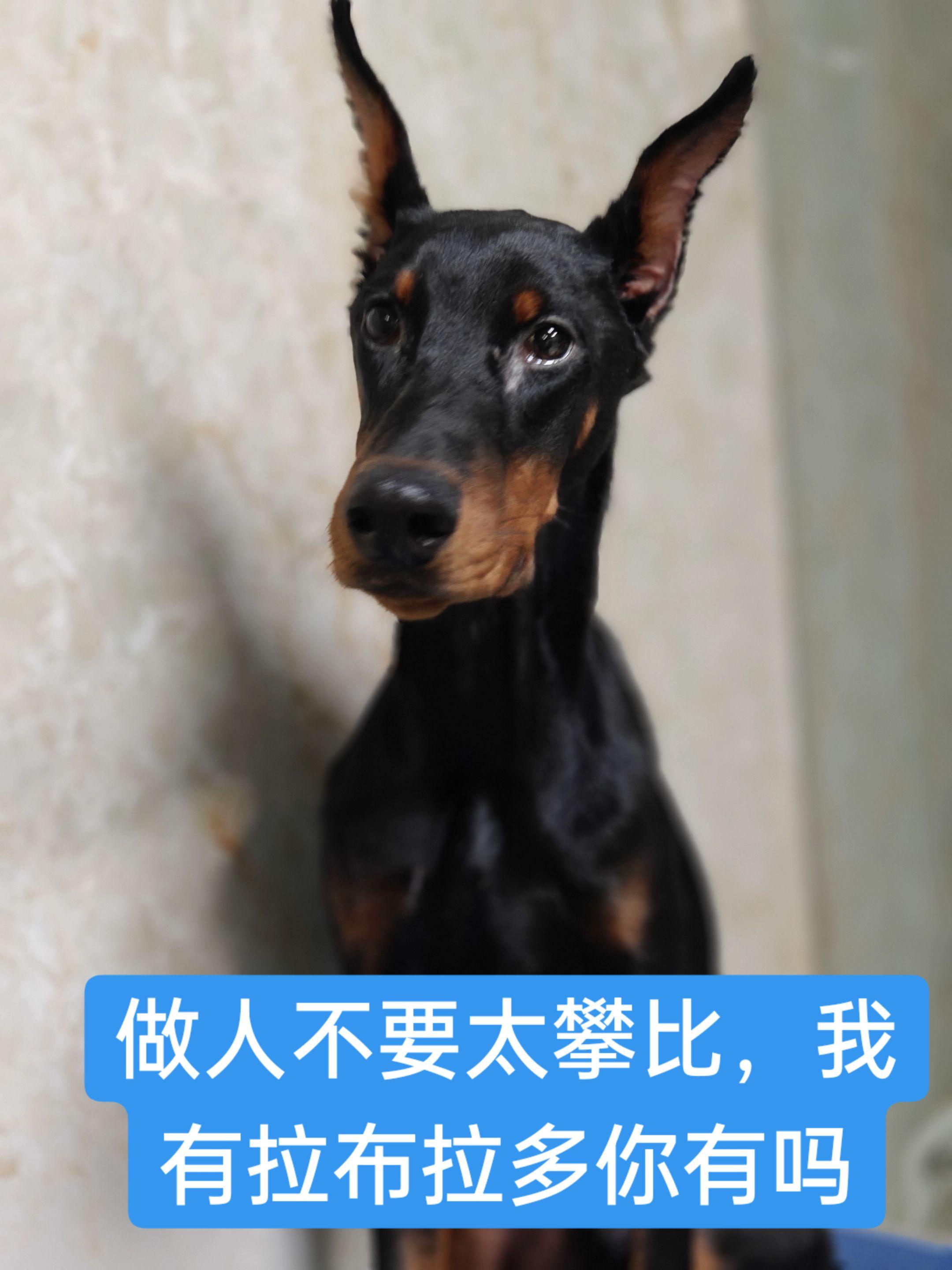 出来比比，我家的拉布拉多可正宗？