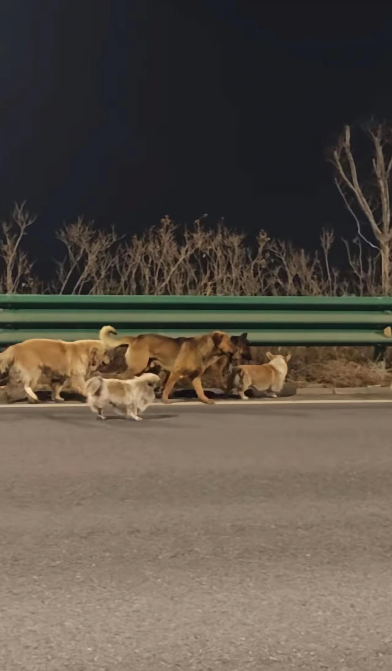 真能脑补，还什么“七只狗患难与共”，搞了半天是德牧发情了，引来一群公狗跟着到处跑