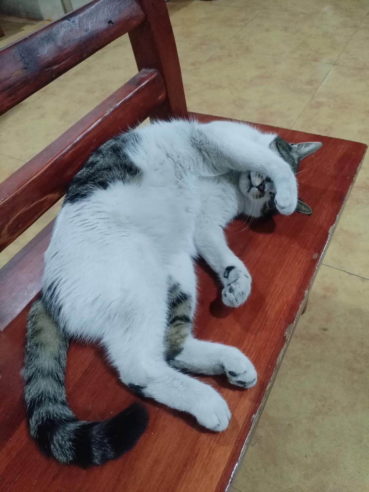 憨态可掬的小猫咪。