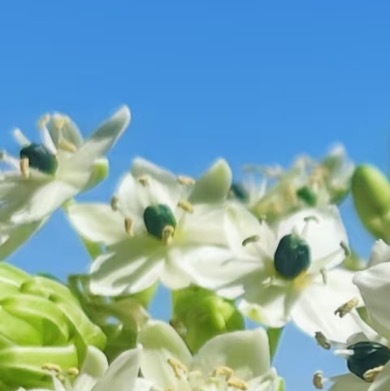 0000天鹅绒种植一、播种育苗天鹅绒的播种宜在春季3-4月进行，气温稳定在18℃