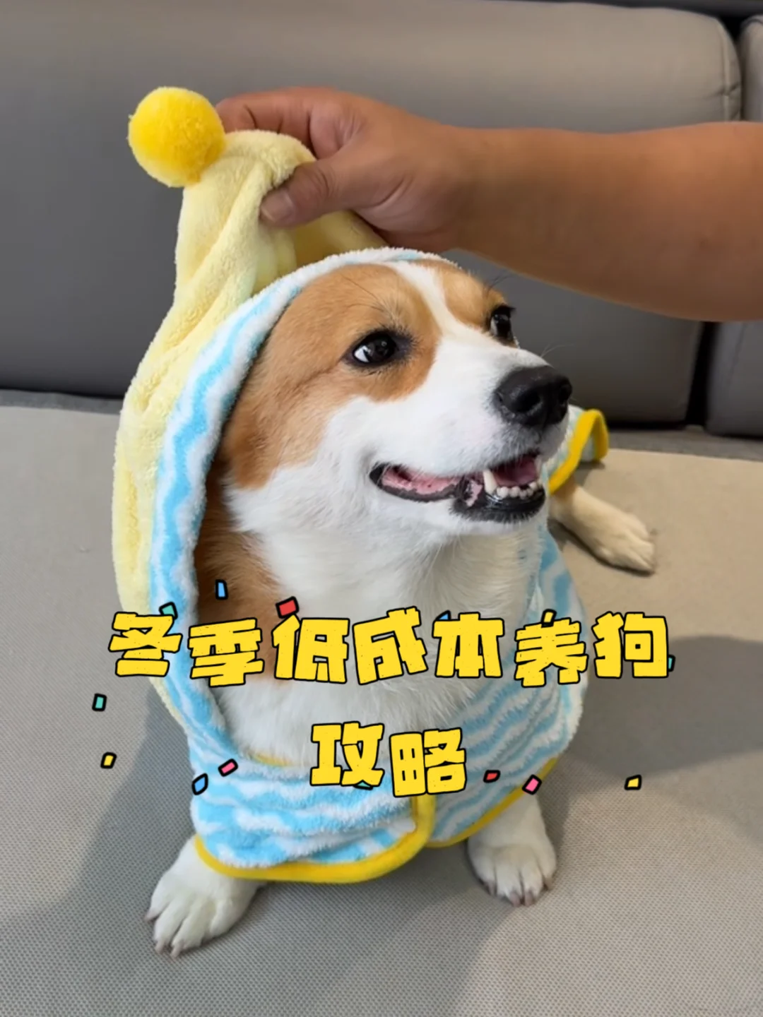 冬季低成本养狗攻略