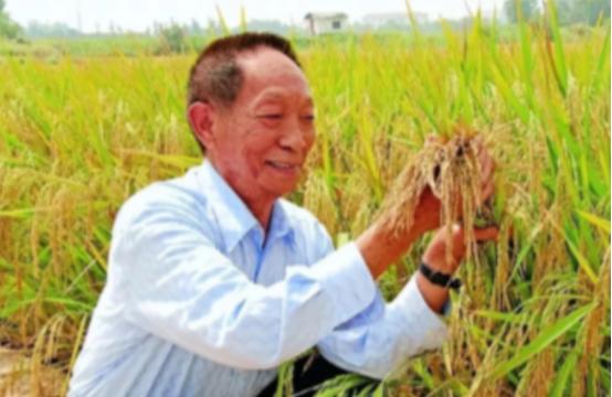 “应该立即死刑！”央视新闻曝光了一起惊天大案我国杂交水稻之父袁隆平教授的心血结晶