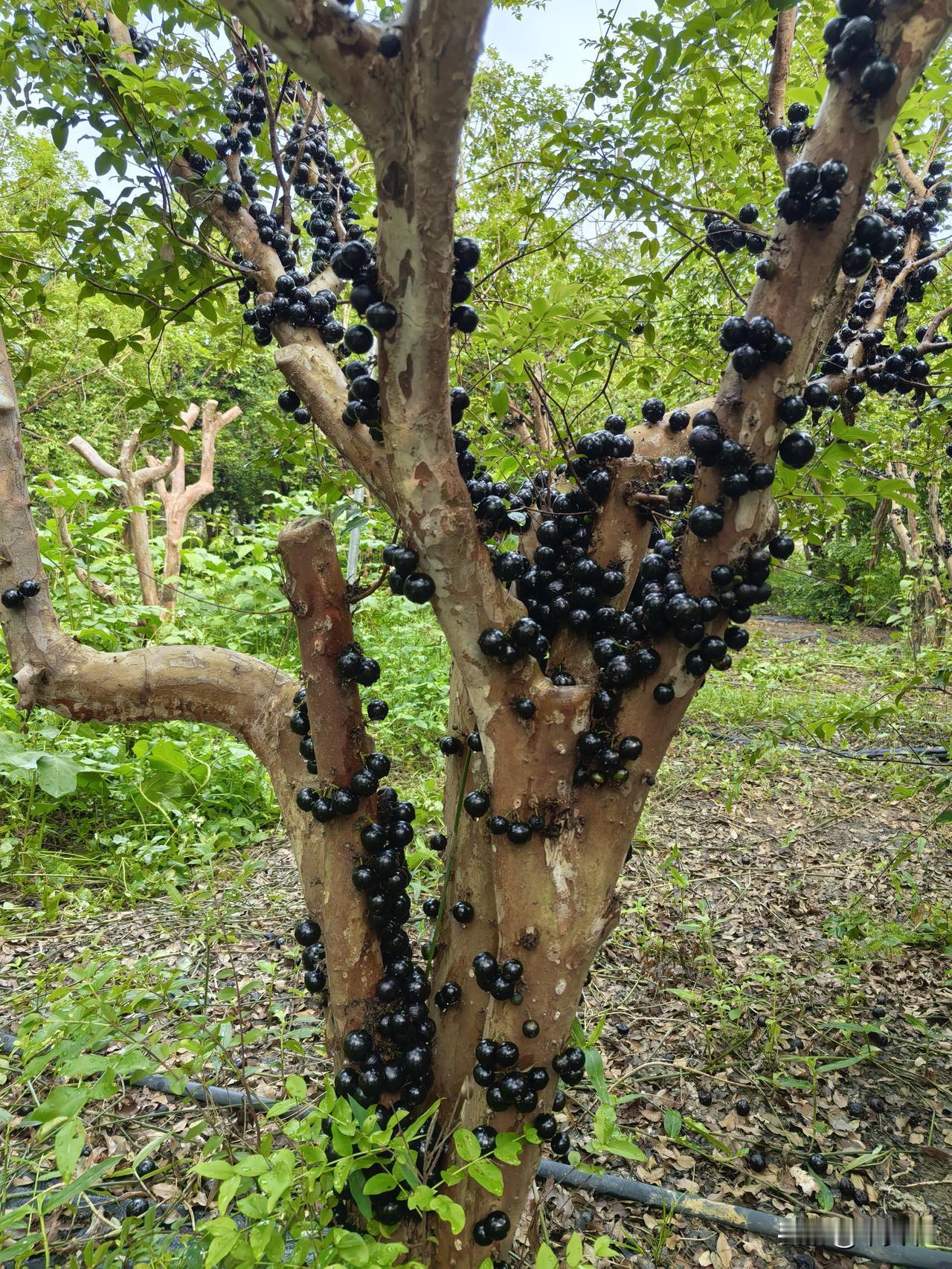 嘉宝果自助采摘，每一棵树上，密密麻麻的挂满了黑色的果实，跟葡萄长得极像，大家也叫