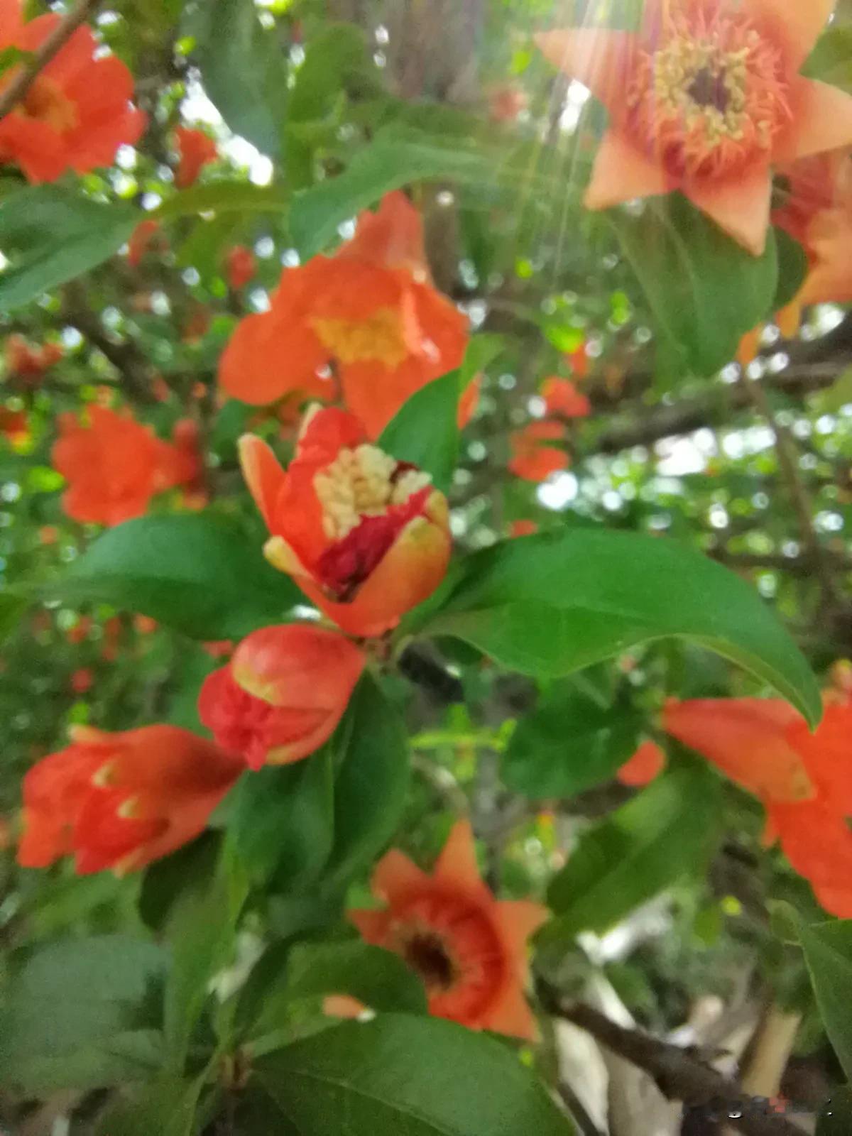 好像是在抖音上，刷到一个教栽花的视频。当时是教怎么栽培桂花。桂花可是我最喜欢