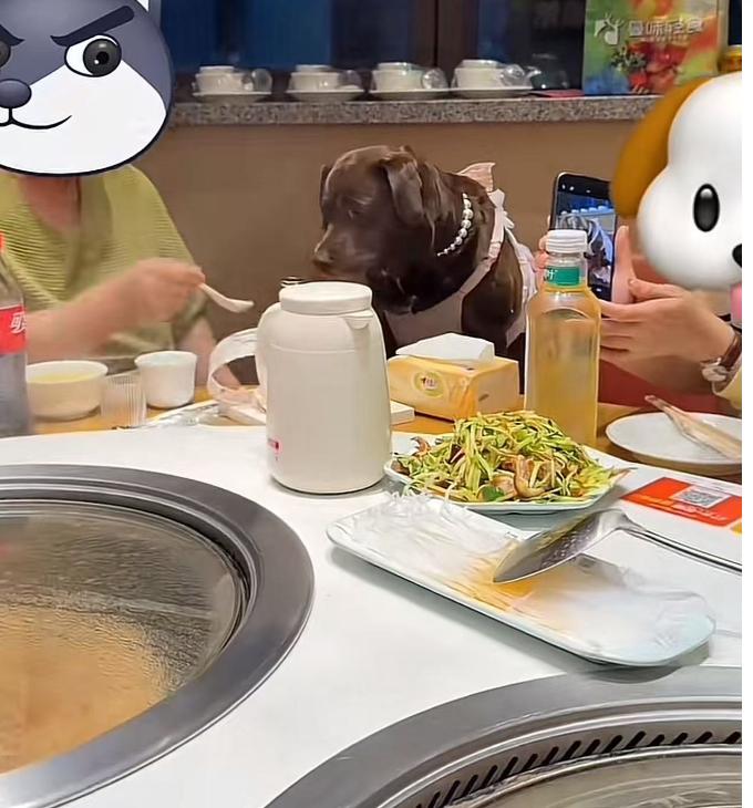 太离谱了！天津，狗主人在饭店给狗过生日，直接拿饭店的餐具一勺一勺的喂狗，网友怒斥