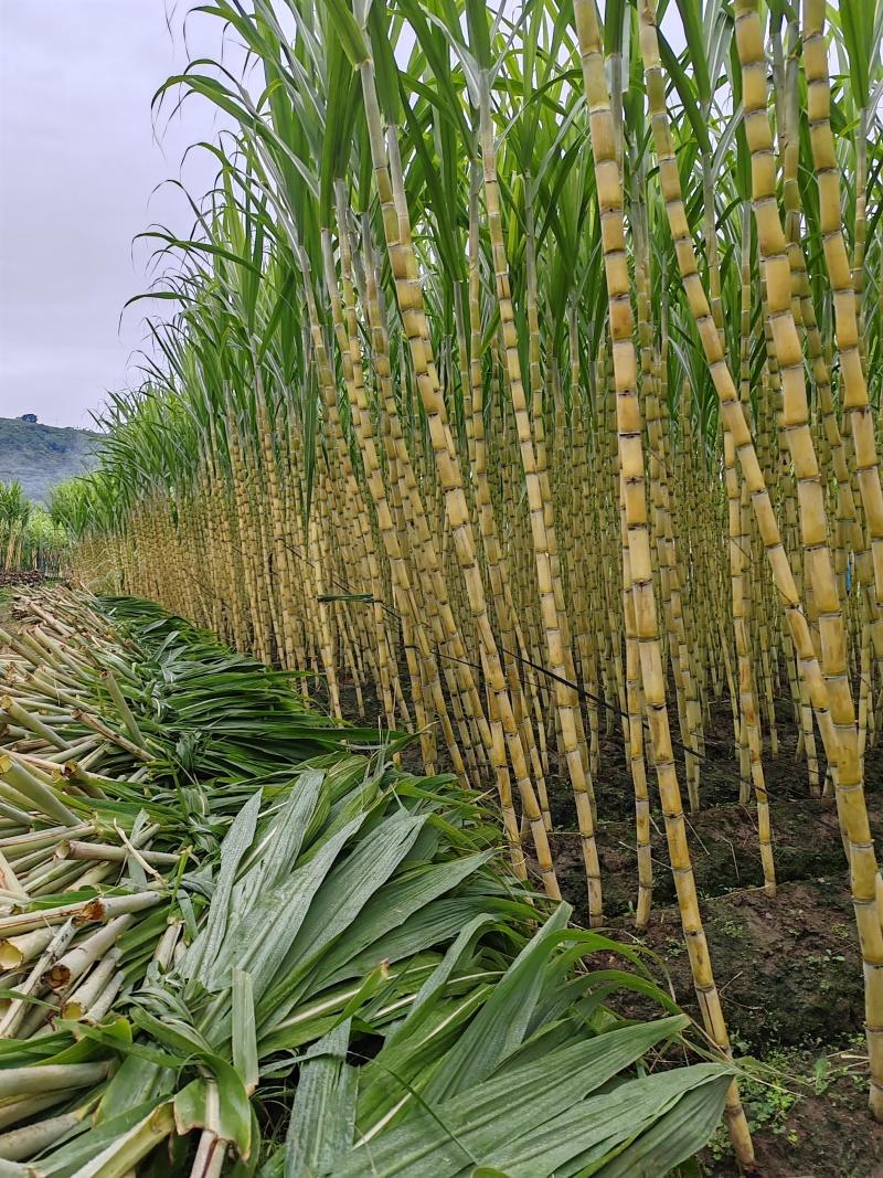 甘蔗是外来物种吗？我们现在吃的甘蔗（主要是热带种）是外来的，但中国也是甘蔗的起