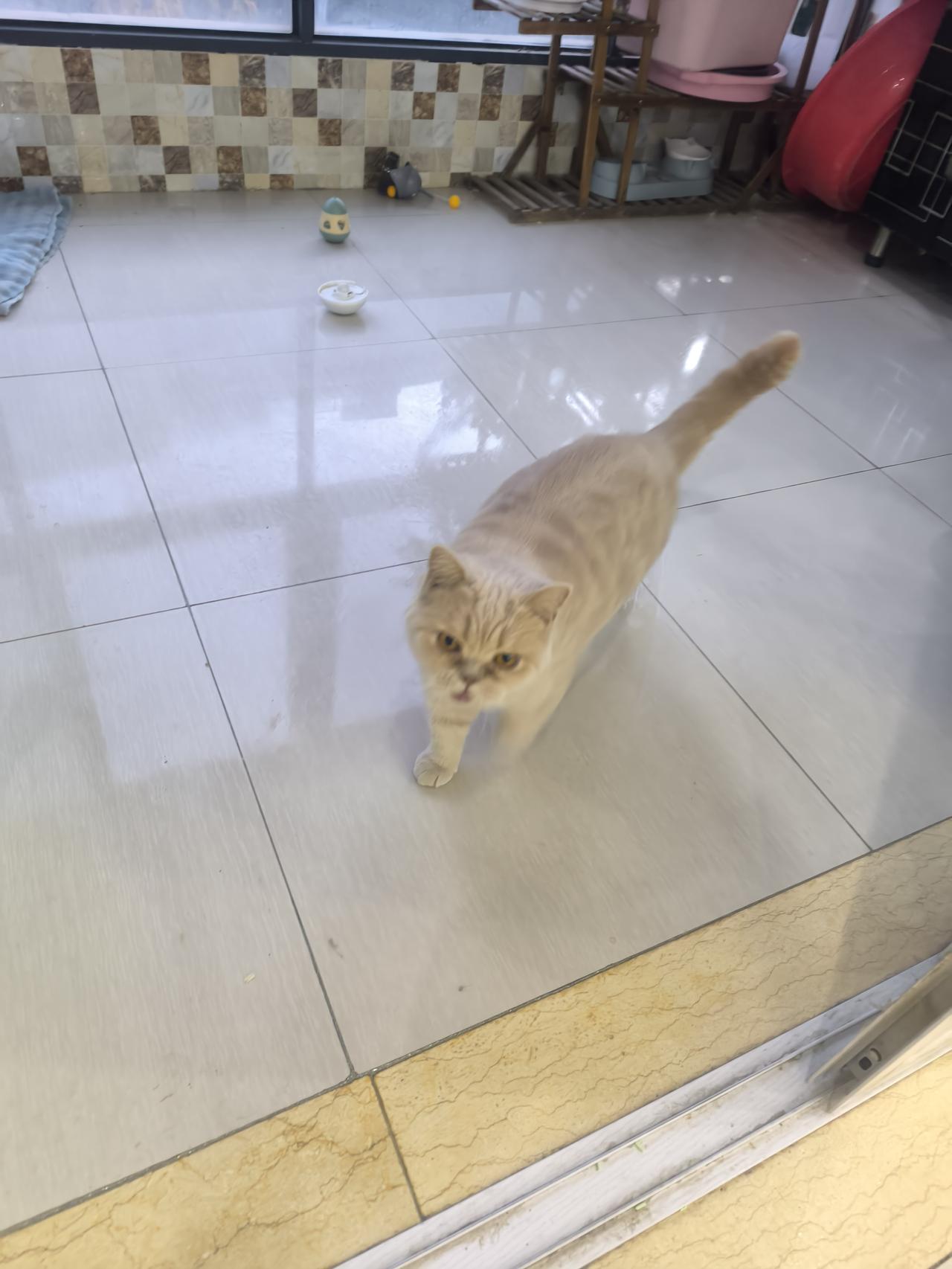 猫咪🐱看上去就是可爱[吐舌头眯眼睛笑]