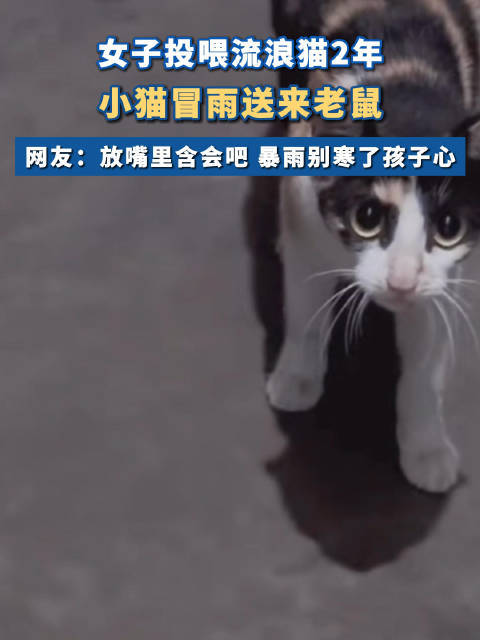 女子投喂2年小猫冒大雨送来老鼠，网友：放嘴里含会吧，暴雨别寒了孩子心】6月1日，