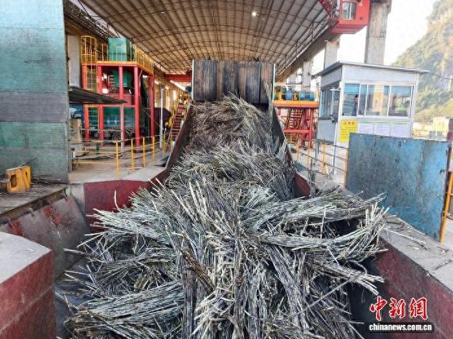 探访广西大新糖厂新榨季: 一条跨国供应链的“管理经”