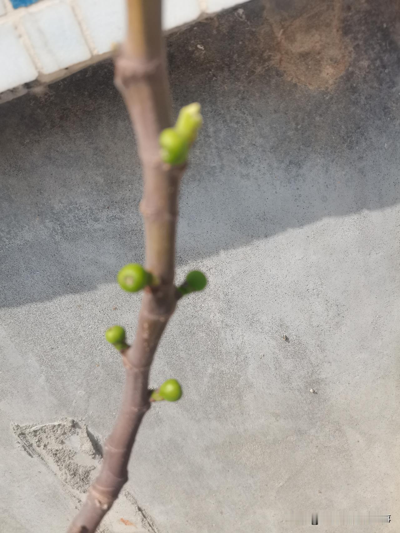 太惊喜了！去年扦插的无花果，栽泡沫箱里，今天竟然看到露出了小无花果。现在还没