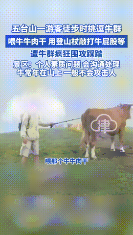 “报应来的太快！”山西，一游客在五台山景区徒步时，对着牛群故意挑逗，不仅喂牛吃牛