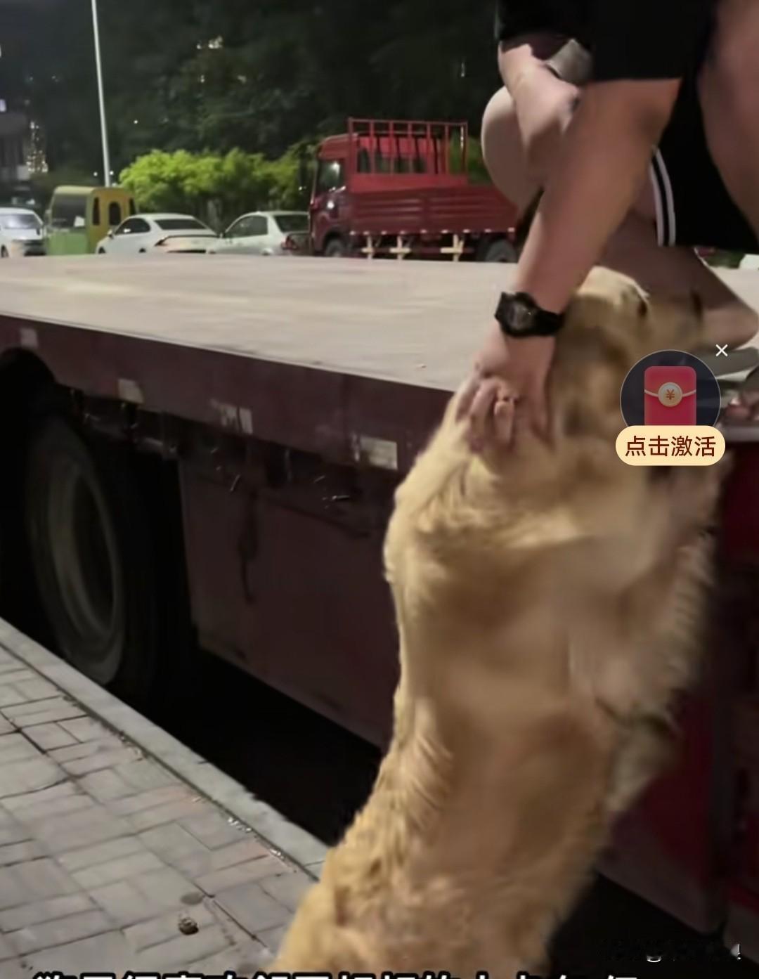 金毛特别想去邻居大叔的大卡车上玩，可白天有很多孩子在上面玩，所以不敢带它上去。等