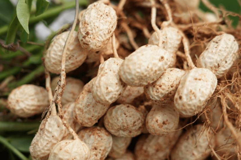 高血脂一粒花生都不能吃？叮嘱：不想患上脑梗，5种食物最好少碰有人说花生脂肪高