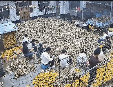 “把十一硬生生的过成了劳动节！”河南一家庭国庆假期，结果赶上玉米大丰收，玉米收到