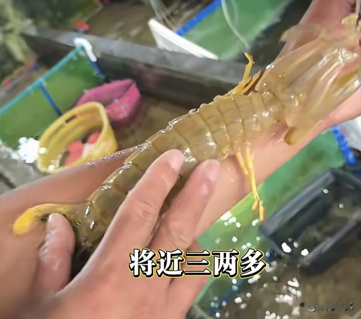 目前四只皮皮虾1035元的游客，已经删除了所有举报的视频，并且自己把自己的自媒体