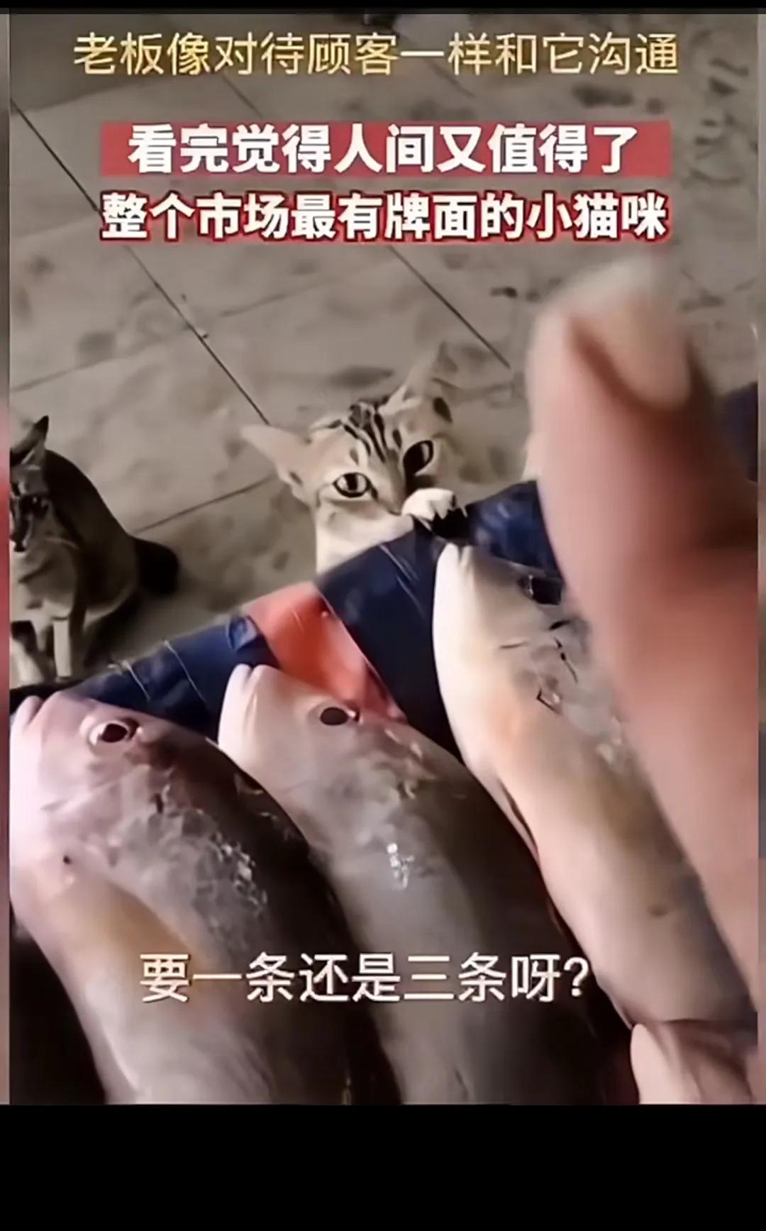萌宠市场探秘：猫咪与鱼老板的奇妙互动。鱼老板看到猫咪的小眼神，那小爪爪，眼神