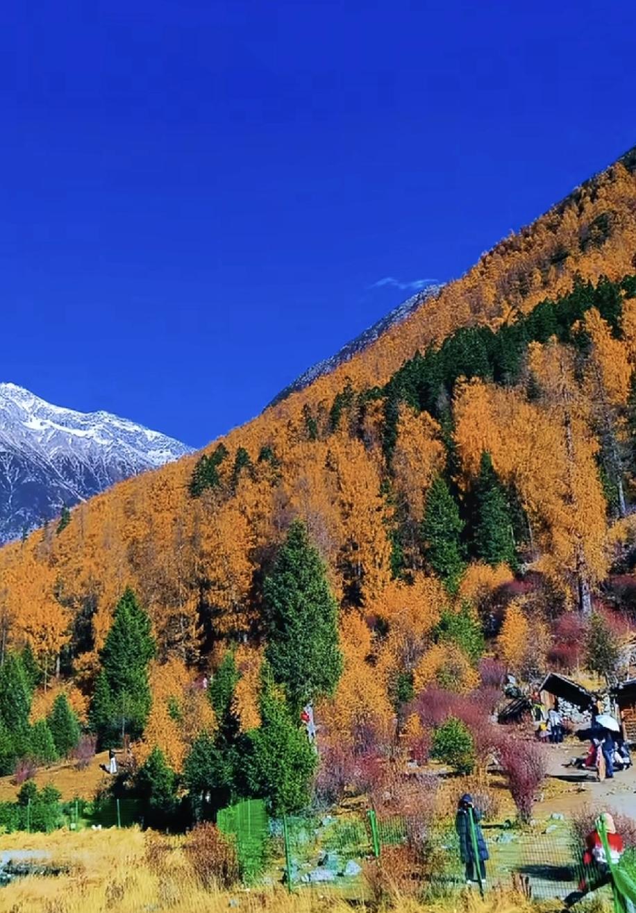 成都周边的理小路为什么就爆火了呢!主要是有彩林，雪山，蓝天等最美秋色，关键一点就