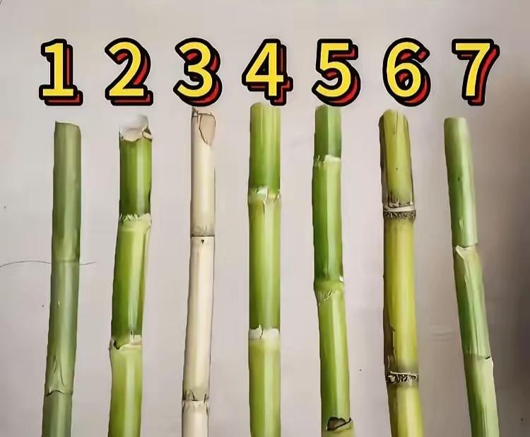 七根竹子，剥了皮，有不同阶段。有竹子吗？几号是甘蔗，几号是玉米🌽，谁能说说出来