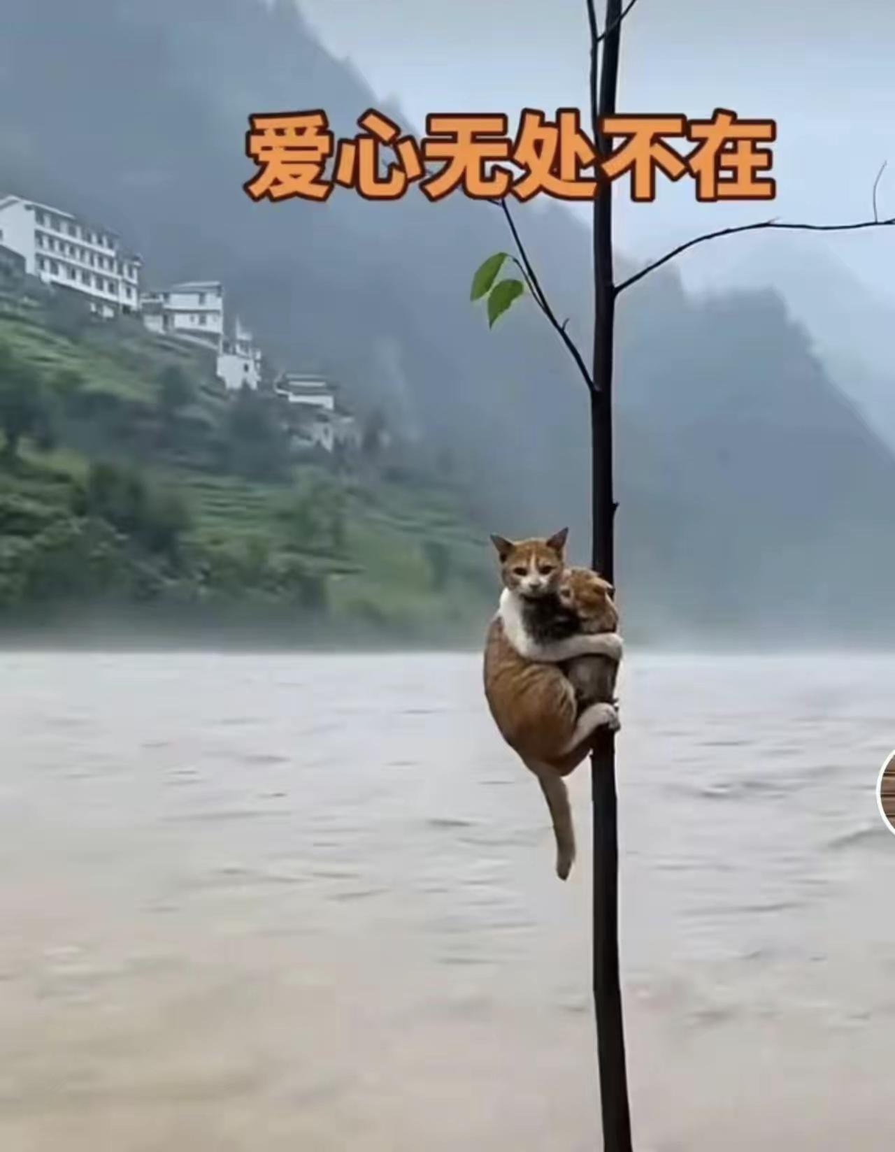 看完这一幕瞬间破防，母爱从来不分物种。一场暴雨引发河水暴涨，一只流浪母猫带