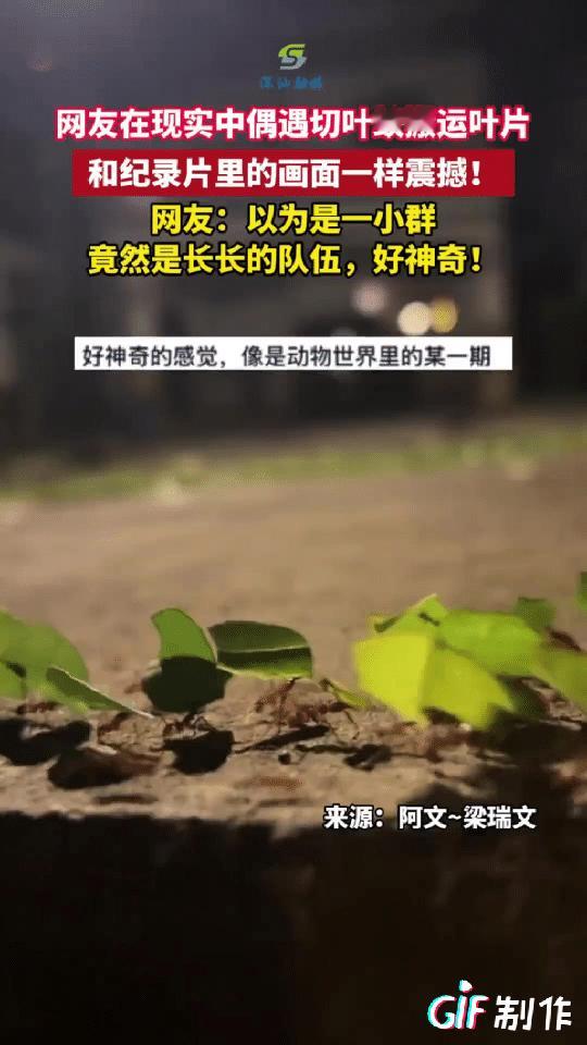 简直太神奇了！一男子深夜外出散步竟看到马路边上有一串绿色的叶子在挪动，男子蹲下查
