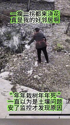 女子年年栽树年年死，一直不知道是什么原因？直到装了监控摄像头后，才发现原来是瘸了