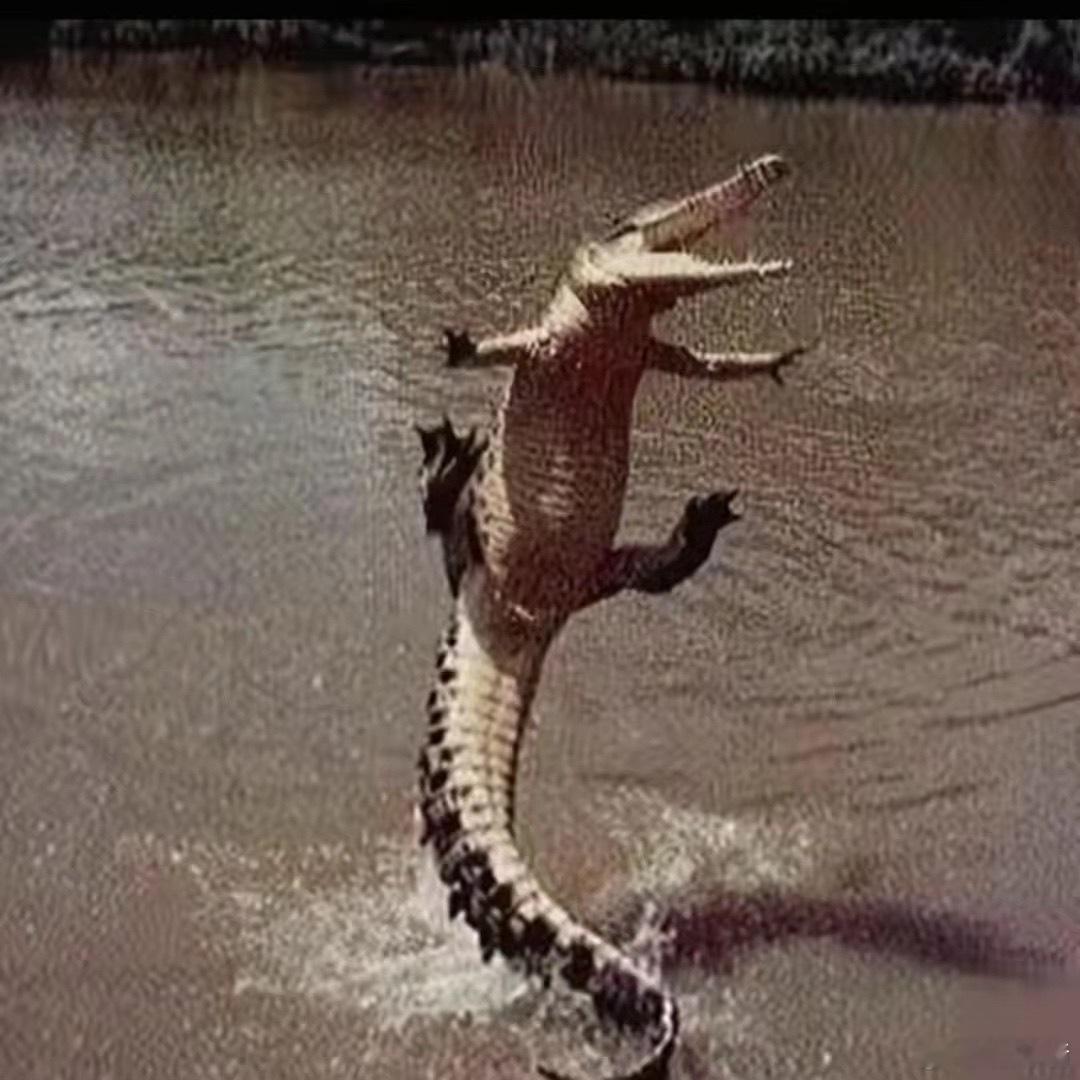 存了一堆鳄鱼怪图