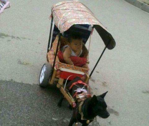 老人为哄孩子造了一辆“狗车”, 宝宝坐在里面好享受