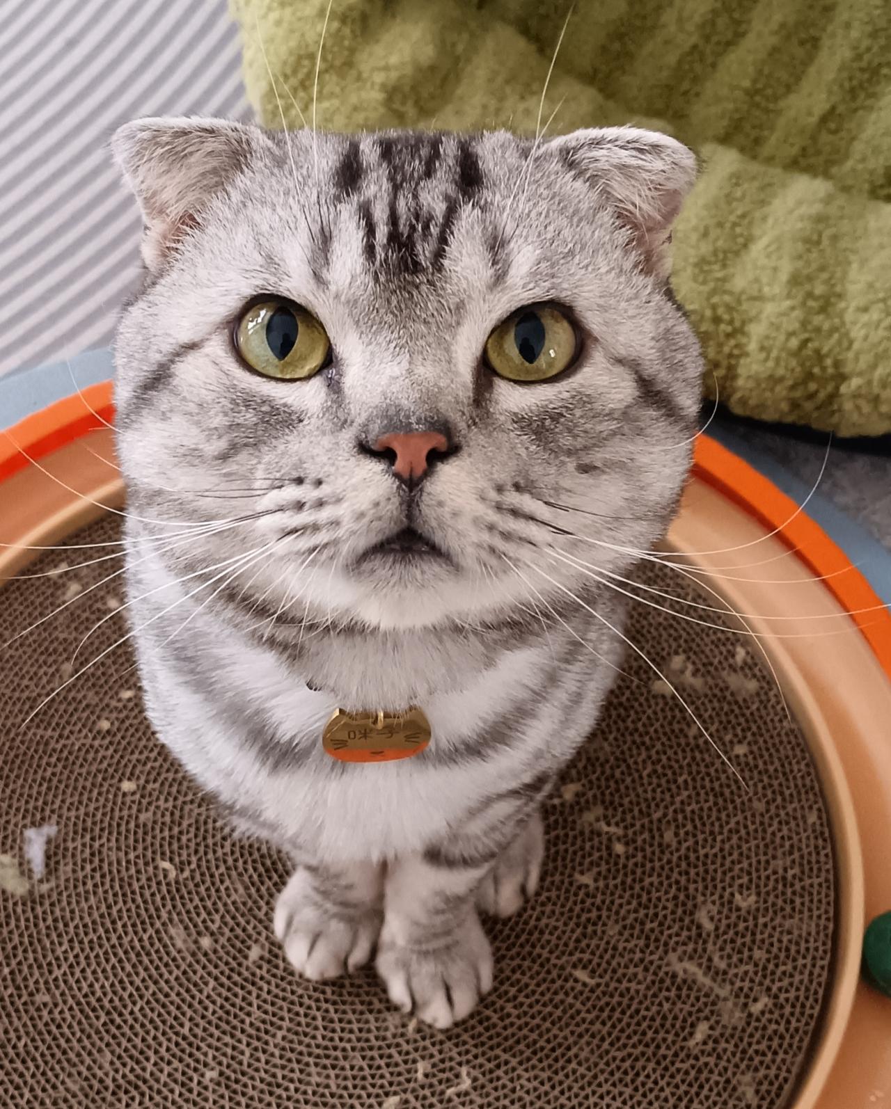 晒出你家宠物最好看的一张照片招财猫与蓝猫