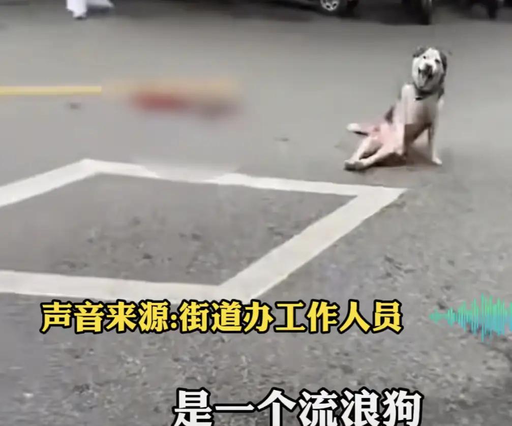 一条流浪狗死了！那些把他们抛弃的平时从来不关心它的家人们全部都跳出来了。他们