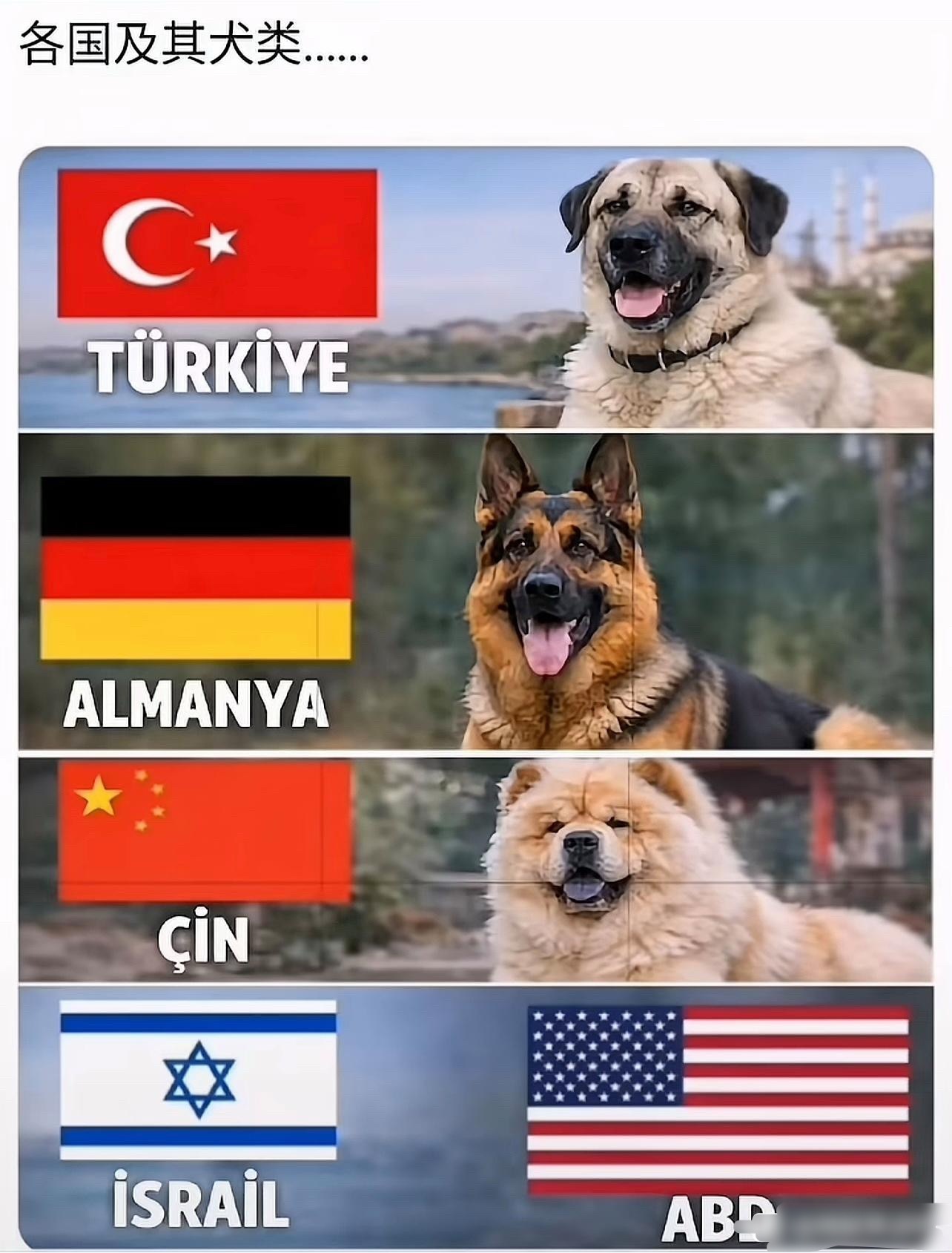 为什么这么分类狗？