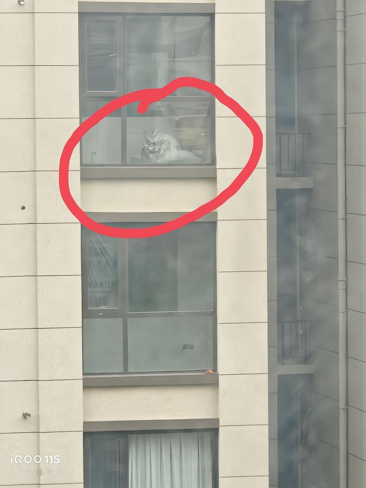 在家抬头一看，这窗户里的摆件有点意思下午在楼下等人，无意间看到这户人家窗台上摆