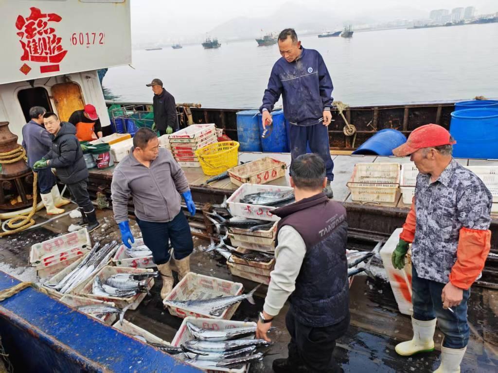 青岛沙子口渔港凌晨上演抢鱼大战！头茬春鲅鱼一船6000斤秒光，背后竟藏着一座城市