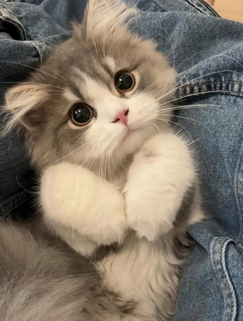 养猫后发现自己会是很糟糕的父母所以我就不适合养猫，我喜欢的小猫是可爱的，随时能讨