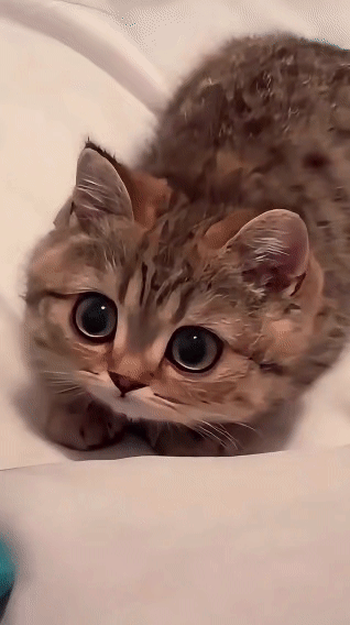 救命！这猫的眼睛比我的脸还大！刷到这只小狸花直接被萌到心巴上！小家伙躲